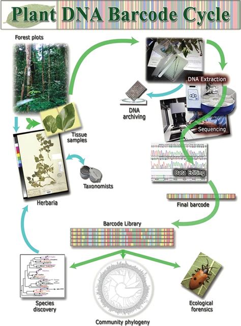 Plant DNA Barcoding – National Herbarium of Rwanda