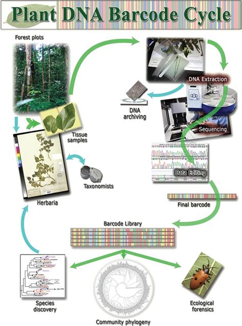 Plant DNA barcodes: Applications today and in the future - Kress - 2017 ...