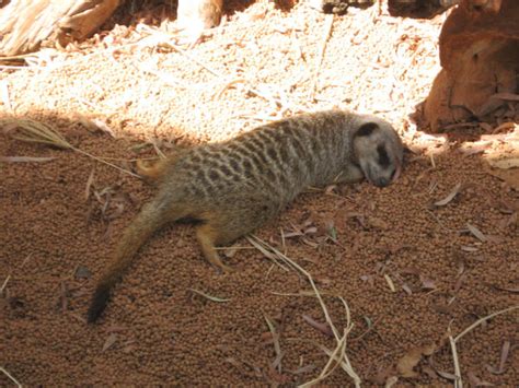 Sleeping Meerkat by jazlean on DeviantArt