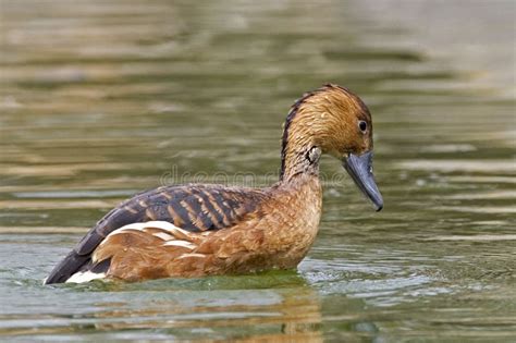 A Fulvous Whistling-Duck, Dendrocygna Bicolor Stock Photo - Image of ...