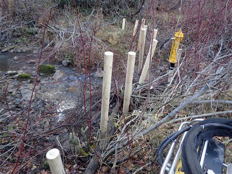 Beaver habitat restoration (permaculture design forum at permies)