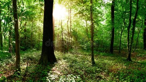 Lush Green Forest stock photo. Image of green, environment - 180249572