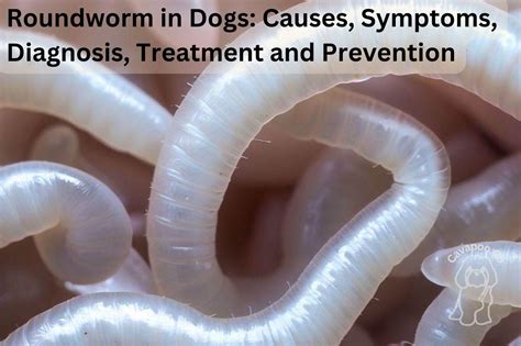 Roundworms in Dogs Causes, Symptoms, Diagnosis, Treatment and ...