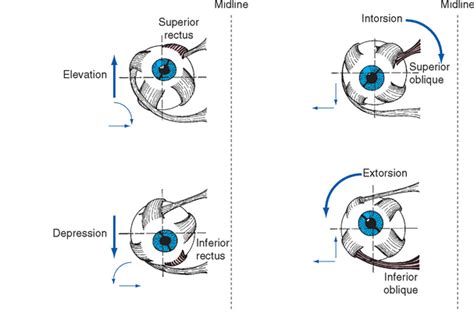 Inferior Oblique Eye Movement