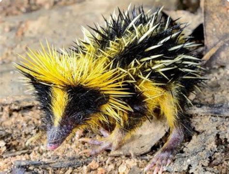 Lowland streaked tenrec | www.zoo-ekzo.ru - Экзотические животные