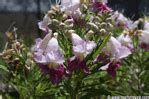 Desert Willow Trees - Native, Flowering Trees for the Desert Southwest Garden - SunGardensInc.com