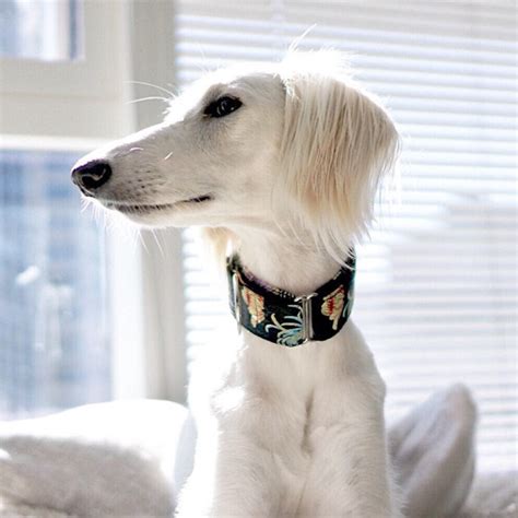 Martingale collar, Greyhound collar, Handmade Dog Collar | aftcra