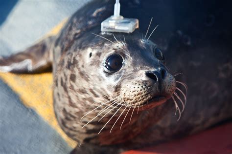 Into the Wild: Tracking Rescued Harbor Seal Pups' Return to the Ocean | WIRED