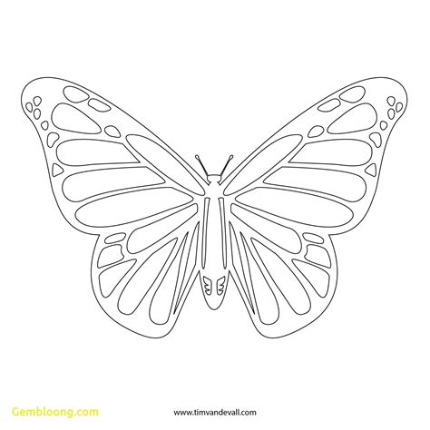 Butterfly Line Drawing at GetDrawings | Free download