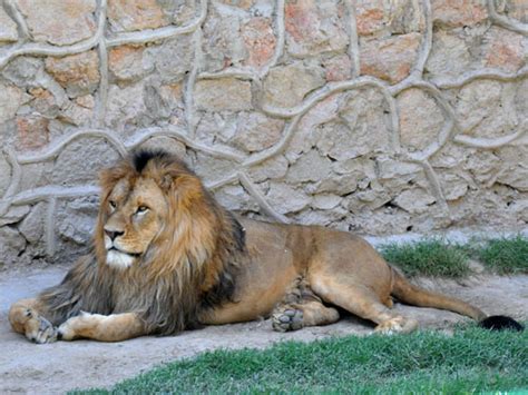 Unique animals in country Panthera leo / Lion