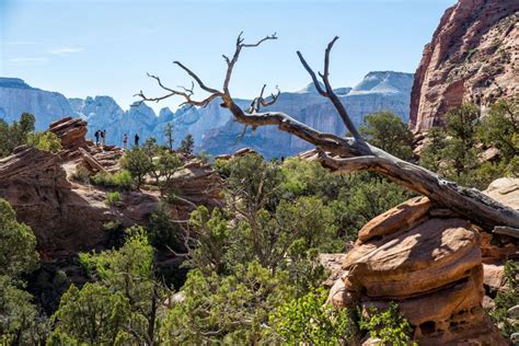 The Canyon Overlook Trail, One of Zion’s Essential Hikes – Earth Trekkers