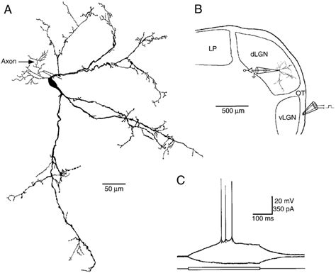 A geniculate interneuron. A, Morphology of a reconstructed geniculate... | Download Scientific ...