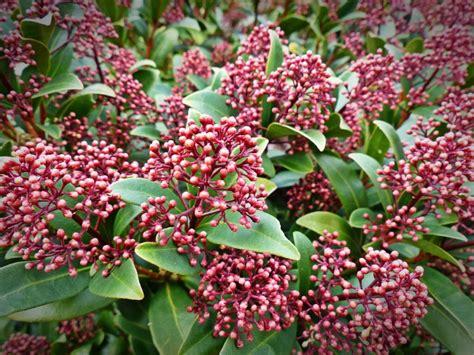 Skimmia japonica: care