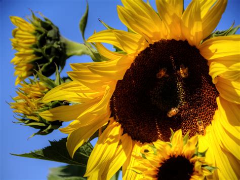 Giant Sunflower Free Stock Photo - Public Domain Pictures