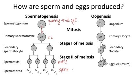 Spermatogenesis Meaning