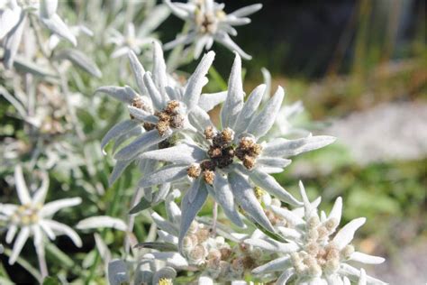 Getting To Know The Edelweiss | FlowerAdvisor