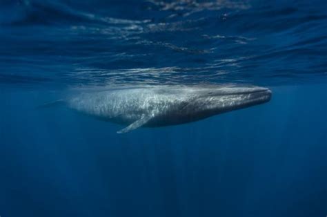 BALLENA AZUL - Características, Hábitat y Alimentación