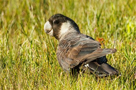 Carnaby's Black Cockatoo in Australia 24738803 Stock Photo at Vecteezy