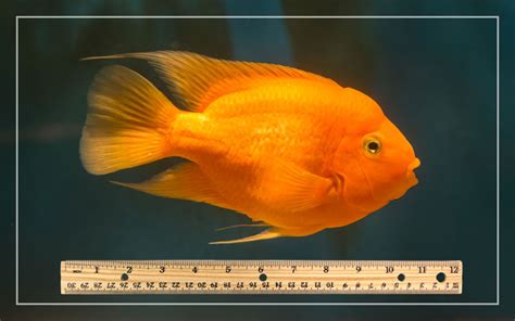 Blood Parrot Cichlid Size - The Complete Guide