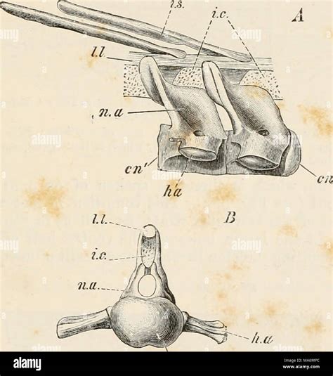 . Elements of the comparative anatomy of vertebrates Stock Photo - Alamy