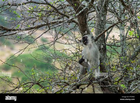 South Africa - Kruger National Park - Big 5 Stock Photo - Alamy