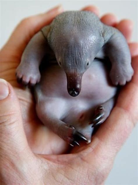 Newborn puggle – baby echidna. Rather cute if you’re blind! | Cute baby ...