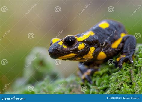 Head of a Fire Salamander in Its Natural Habitat Stock Image - Image of deciduous, environment ...