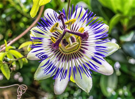 Descubre los cuidados de la Passiflora o Maracuyá planta