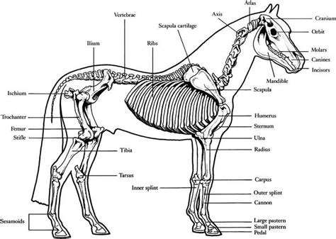 Horse Vertebrate Anatomy - Diagram Of A Horse