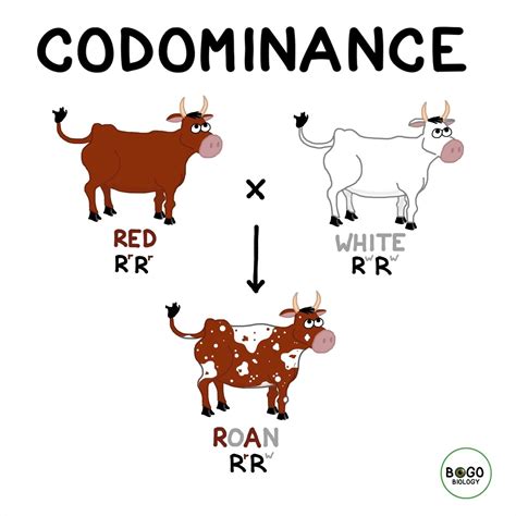 Codominance is a type of non-mendelian inheritance. In codominance ...