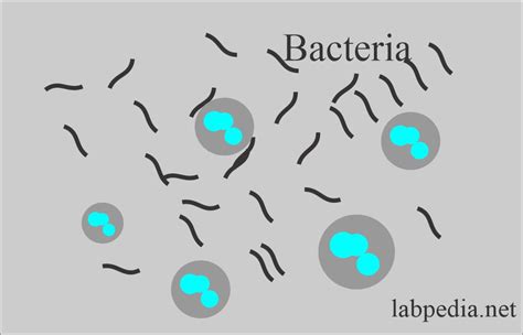 Urine Microscopic Examination, and Interpretations - Labpedia.net