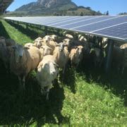 Sheep and the Sun: Solar Grazing with Lexie Hain – AgriSolar Clearinghouse