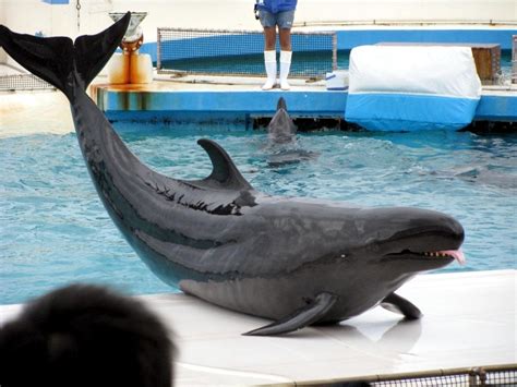 Pygmy Killer Whale – "OCEAN TREASURES" Memorial Library