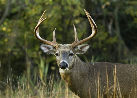 Indiana Deer Season | Whitetail deer, Whitetail deer hunting, Deer season