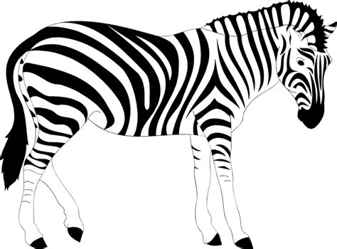 Realistic Zebra Illustration - Openclipart