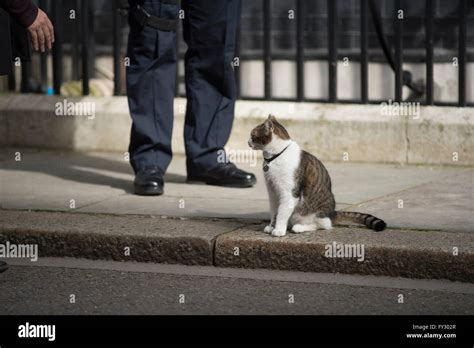 Larry, the Downing Street cat, outside 10 Downing Street with armed police officer Stock Photo ...