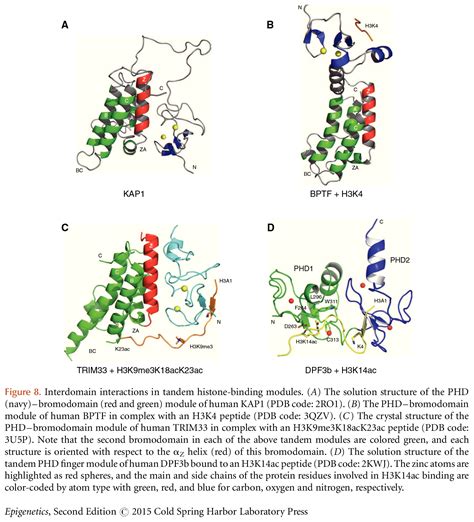 Writers and Readers of Histone Acetylation: Structure, Mechanism, and Inhibition