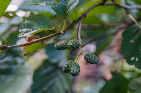 Alder Tree Medicinal Properties