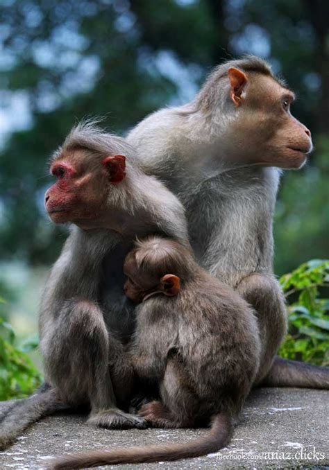 Kerala Wildlife Photos - Monkeys - Kerala Nature pictures - Kerala Photos - Kerala