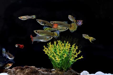 Guppy Fish Care Guide For Aquarists: Everything You Need To Know