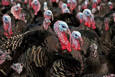 Free Range Turkey Stock Photos, Pictures & Royalty-Free Images - iStock