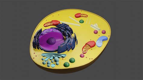 Animal Cell structure cross section 3D asset | CGTrader