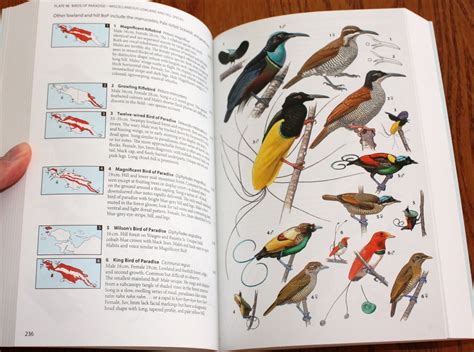 Review: Birds of New Guinea (Second Edition)