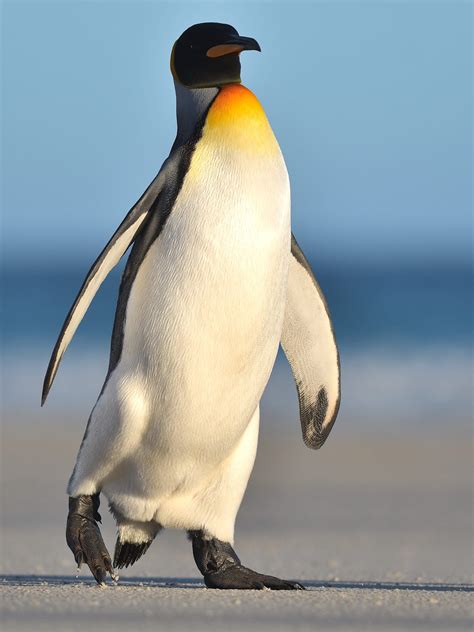 A King Penguin is waddling by... The Neck, Saunders Island, Falkland Islands. | March of the ...