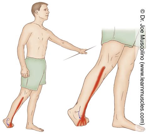 Extensor Digitorum Longus - Stretching - Learn Muscles