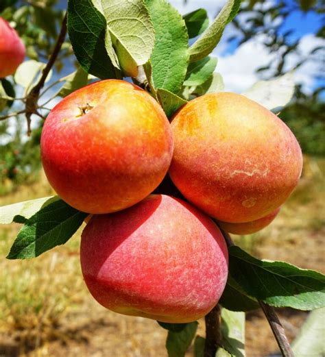 Fuji Apple Tree - Ison's Nursery & Vineyard