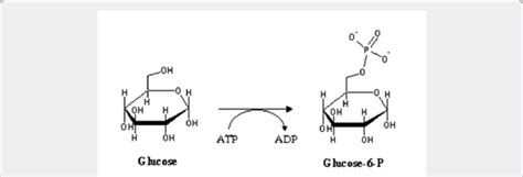 Conversion of glucose to glucose-6-phosphate. | Download Scientific Diagram