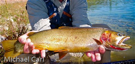 The Ecological Angler - Snake River Finespotted Cutthroat Trout