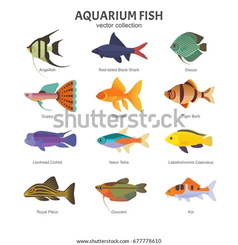 Guppy Fish Vector Stock Photos and Pictures - 1,536 Images | Shutterstock