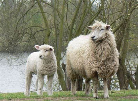 Cotswold Cotswold sheep are a breed of domestic sheep originating in the Cotswold hills of the ...